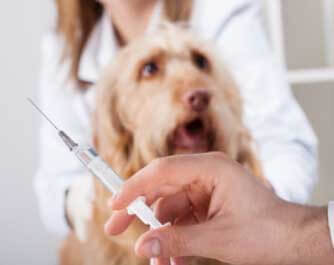 vétérinaire J C S Veterinary Reproductive Services Langley